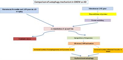 Fighting the Cause of Alzheimer’s and GNE Myopathy